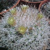 Mammillaria evermanniana JLcoll.2687.jpg